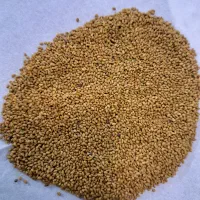 بذر یونجه همدانی