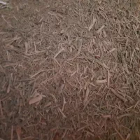 کاه خار شتر