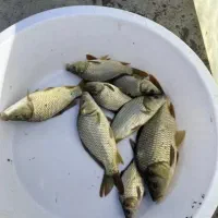 انواع و اقسام ماهی