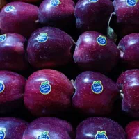 سیب صادراتی اورگانیک