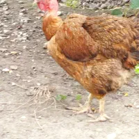 مرغ محلی و اردک روسی نر