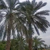 قطع نخل و برش چوب