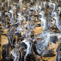فروش جوجه بوقلمون برنز