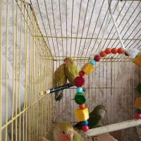 طوطی|پرنده|محمدیه-قزوین, |دیوار