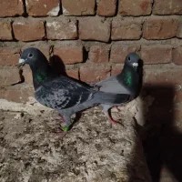 کبوتر دوبر