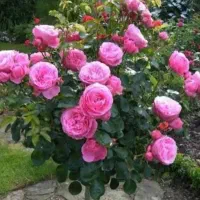 گلاب گل محمدی منشاد به شرط