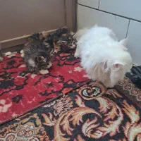 بچه گربه پرشین گربه یازده ماهه پرشین