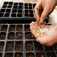 انواع بذر زراعی گلخانه ای کود سم مشاوره عمده خرده