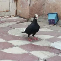 نروماده قره