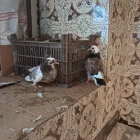 کبوتر  وبچه کبوتر نرو ماده زیبا