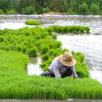 نشا برنج هاشمی
