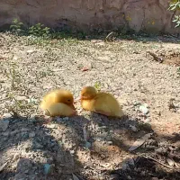 جوجه اردک