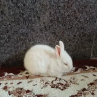 خرگوش