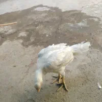 جوجه لاری سفید