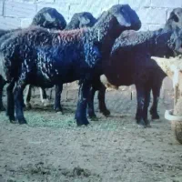 گوسفند قصاب سلاخ گوساله