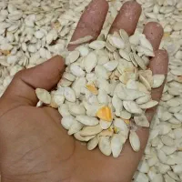 تخم کدو صدفی 250کیلو