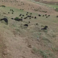 آدم برای چوپانی