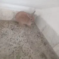 خرگوش
