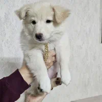 توله سگ مالتیپو