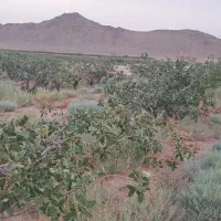 زمین پسته ای