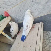 اجفت کفتر سرحال