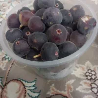 انجیر کوهی فلوک