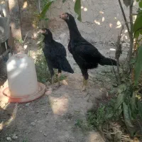 جوجه لاری اصیل