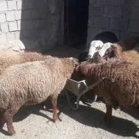 با سلام هفت عدد گوسفند نر