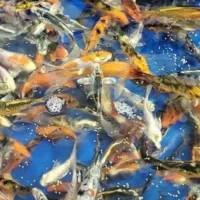 ماهی گلدفیش کوی نماد زیبایی