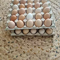 تخم مرغ محلی تک شانه و عمده