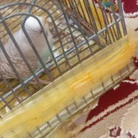 مرغ عشق ماده