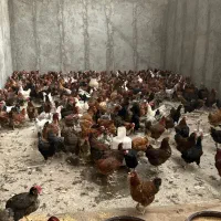 مرغ تخمگذار گلپایگان