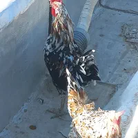 خروس گلین لری