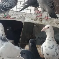 سلام جفت سار