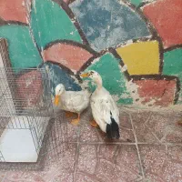 اردک