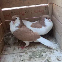 کفتر ساده