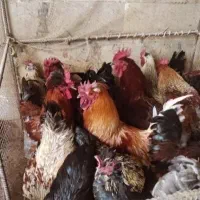 فروش انواع مرغ و خروس محلی چاق و درشت