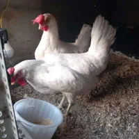 ۷عدد مرغ تمگذار