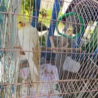 فروش عروس هلندی