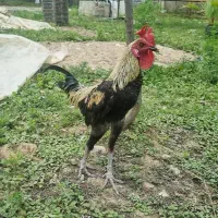 مرغ و خروس جیور