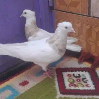 پرنده طوقی