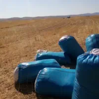 کاه دیم
