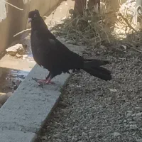 یک عدد کبوتر زاغ هفت رنگ