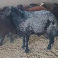1راس قوچ