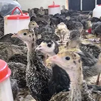 جوجه بوقلمون برنز