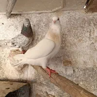 تهرونی اصلی هفرنگ پرشی جفتگاه