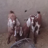 دو عدد بز جوان ویک کهر