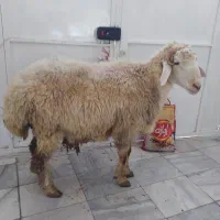 سلاخی و قصابی دام شما درمحل