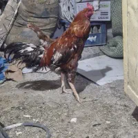 خروس لاری افغان