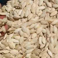 تخم کدوی T19بذری درجه یک